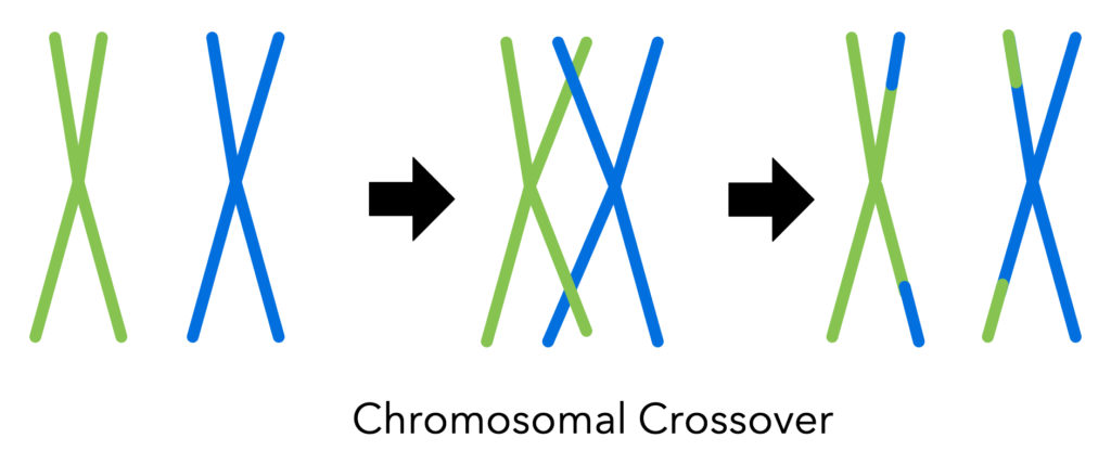 Chromosomal Crossover